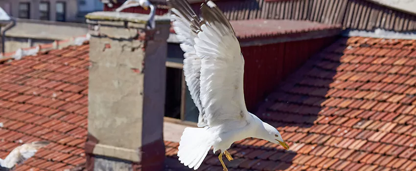 Residential Chimney Animal Removal Solution in Hanover, PA